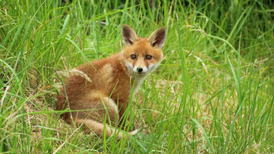 Ein Fuchs im Gras