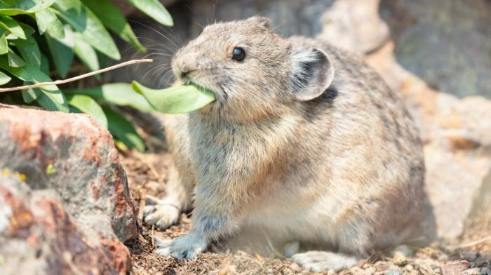 ein Pika sitzt zwischen Sträuchern und hat ein längliches grünes Blatt im Mund