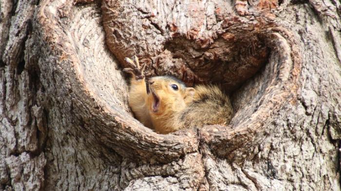 Ein Eichhörnchen ist im Baum gefangen