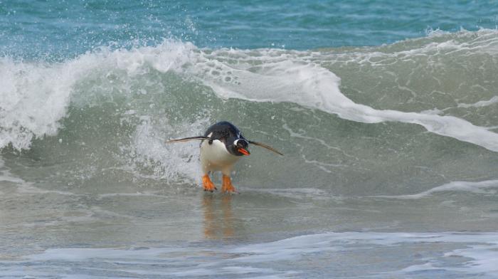Ein Pinguin sürft auf einer Welle