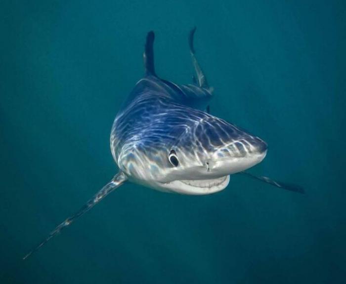 Ein Hai, der seine Zähne zeigt