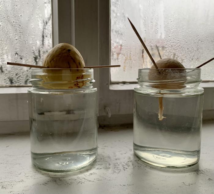 Avocadokerne im Wasserglas
