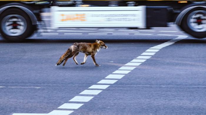Fuchs auf befahrener Straße