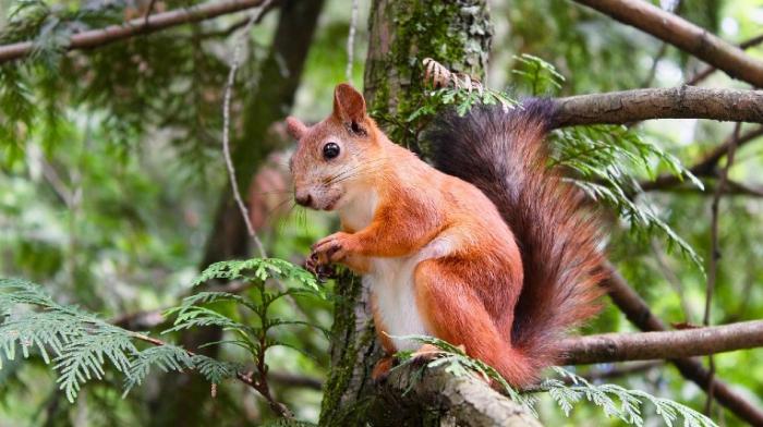 Eichhörnchen im Baum