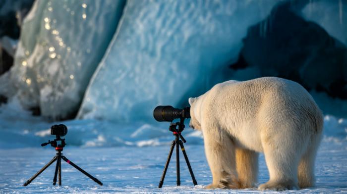 Ein Eisbär schaut durch eine Kamera