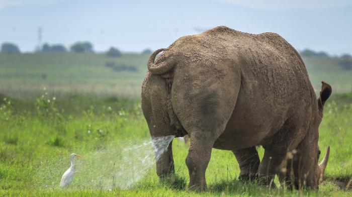 Ein Vogel gerät in den Urinstrahl eines Nashorns