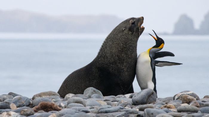 Ein Seelwöe und ein Pinguin stehen sich gegenüber