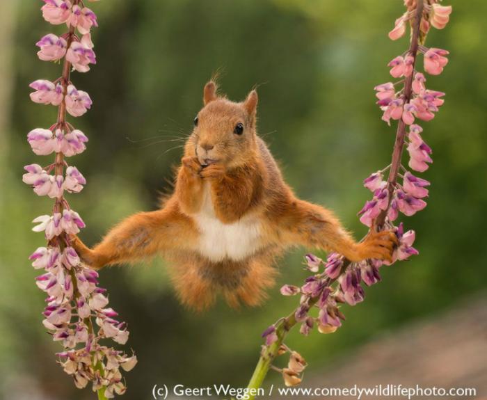 Ein Einchhörnchen macht zwischen zwei Blumen Spagat