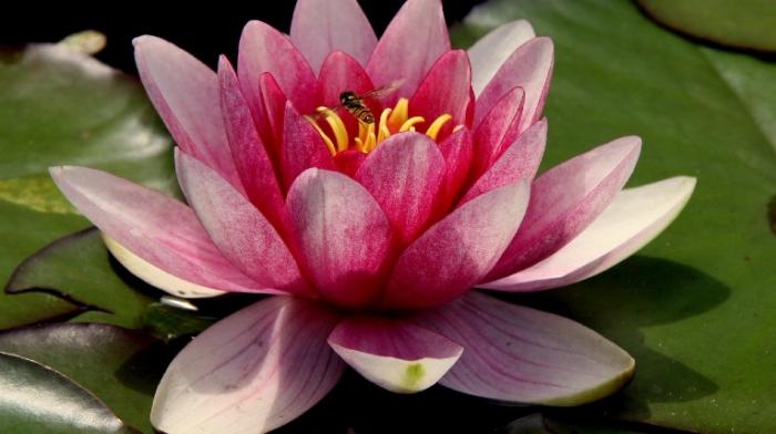 eine rosafarbende Seerose in Großaufnahme